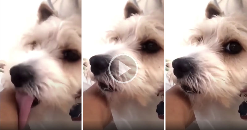 This Dog's Reaction to His Owner's Cough is Priceless