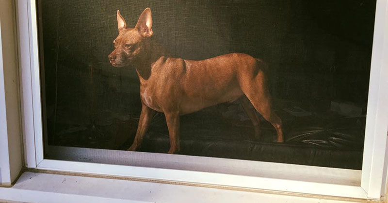 Accidental Renaissance: Photo of Dog Through Window Screen Looks Like Old Oil Painting