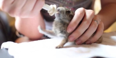 Baby Rabbit Pedals His Front Paws When He Gets Fed