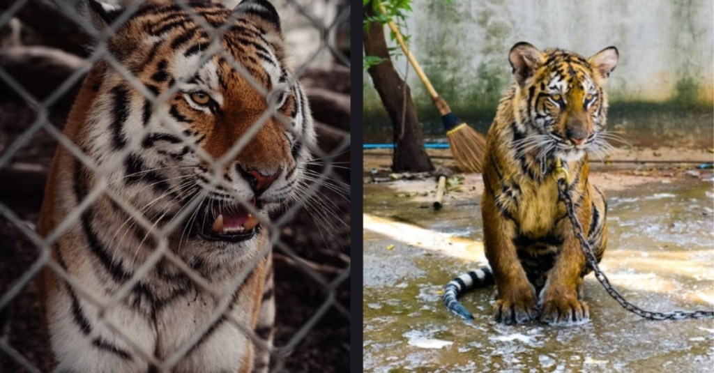The U.S. Senate Passed a Big Cat Public Safety Act
