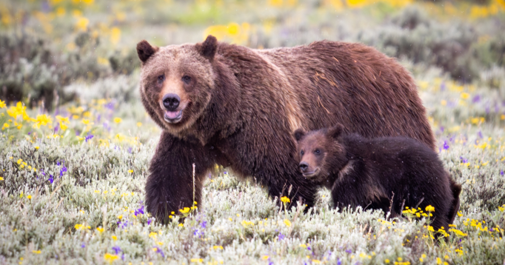 Grizzly bear mother and child