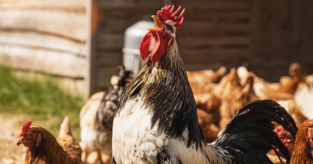 Rooster crowing