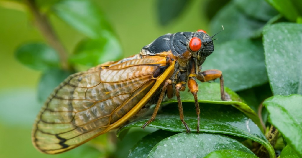 Cicada from the side