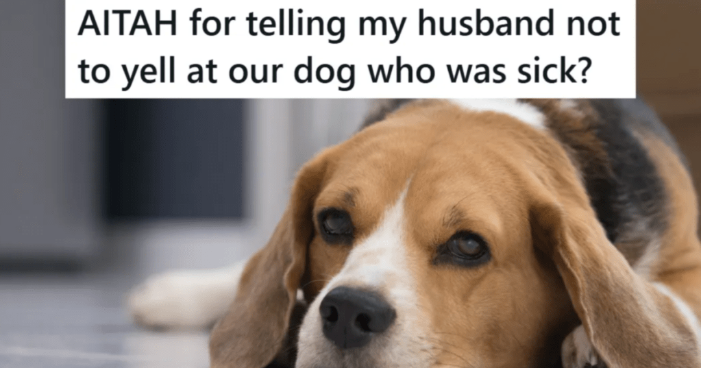 sad beagle laying on the floor